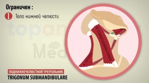 Треугольники шеи