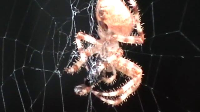 Big And Scary Hairy Spider