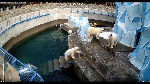 Мишки говорят всем добрый вечер! 27.04.2020 смотреть онлайн