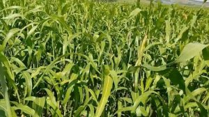 Как растет сорго для веников.