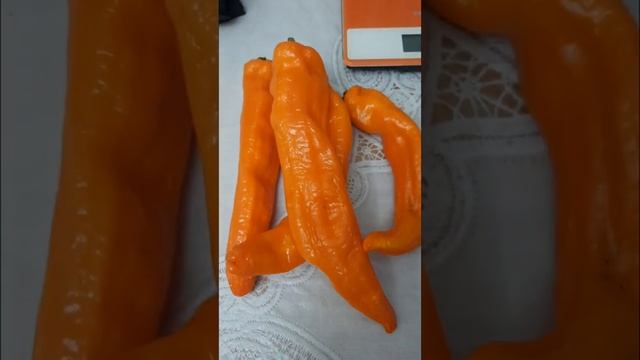 Перец сладкий Оранжевый длинный голландец. смотреть онлайн