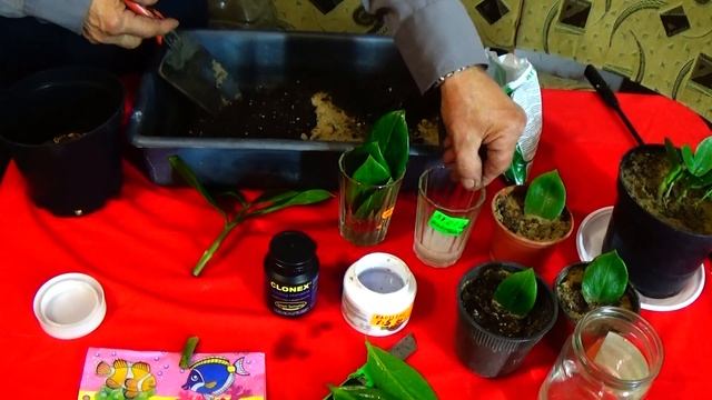 Долларовое дерево - своими руками! Все способы размножения! смотреть онлайн