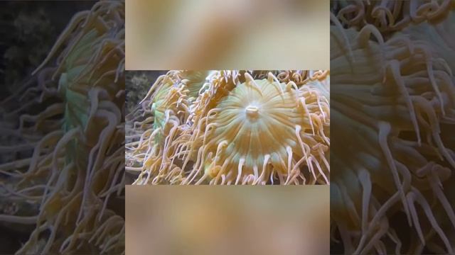 тантра/медитация/ Слияние с присутствием. смотреть онлайн