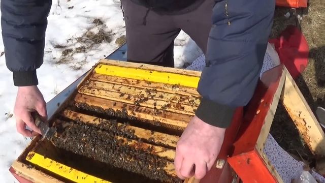 Работы на пасеке весной. Проблемная семья. смотреть онлайн