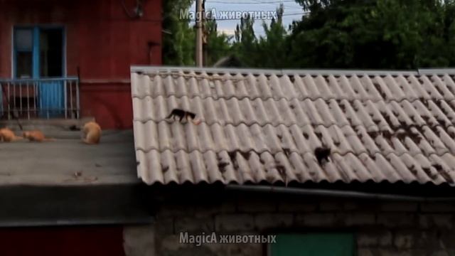 Коты-буддисты смотреть онлайн