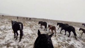 Сильный снег и ветер.| табунное коневодство