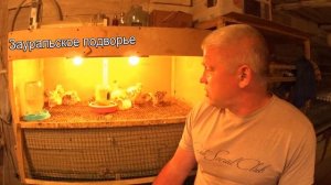 Ступенчатая инкубация индюков 107 дней без перерыва