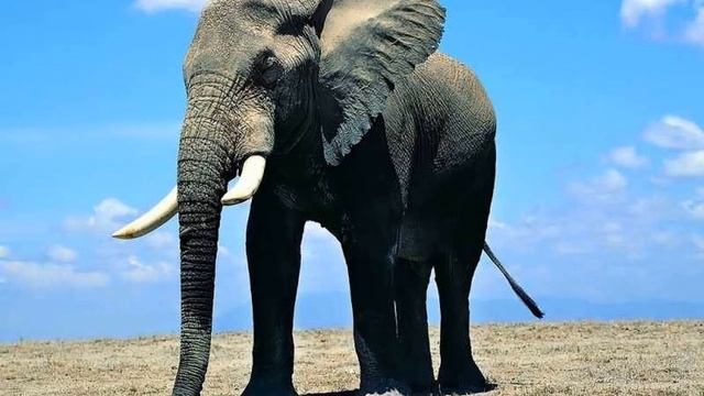 Дикие животные Африки смотреть онлайн