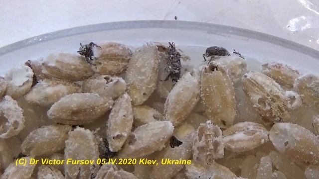 How to Get Rid of Rice Weevils Sitophilus oryzae (Curculionidae, Coleoptera)? смотреть онлайн