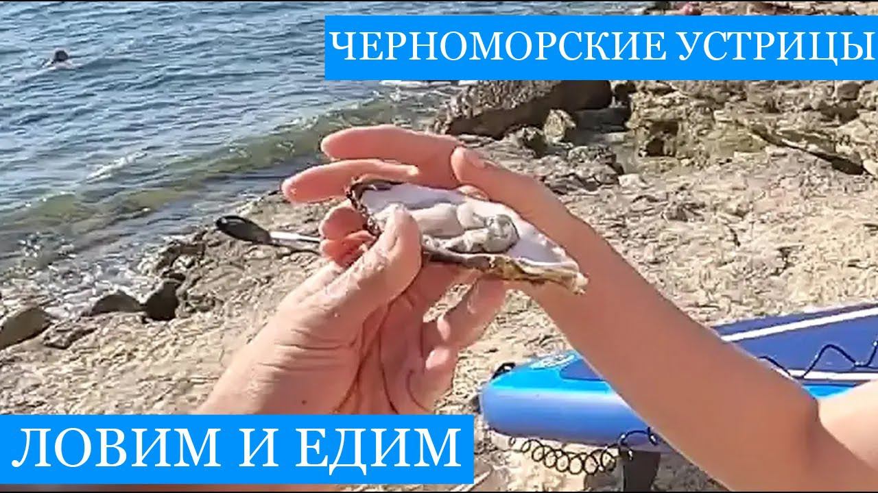 Черноморские устрицы и мидии - ловим и едим смотреть онлайн