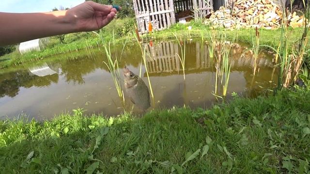 ВОТ ЭТО РЫБАЛКА В ДЕРЕВНЕ !? АМУР В ПРУДУ, КЛЕВ МЕЧТЫ. смотреть онлайн