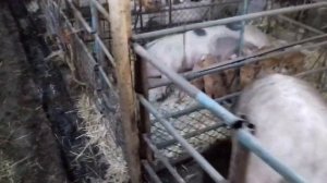 Вес поросят в 6 месяцев. Вес хряка ДЮРКА в 1 год и 7 месяцев. Чем занимаемся пока непогода.