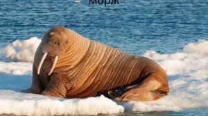 Обитатели Арктики: китообразные и ластоногие