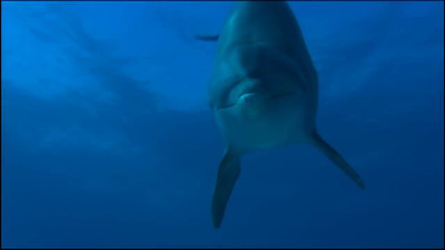 OCEAN WONDERLAND 3D - IMAX - (English) смотреть онлайн