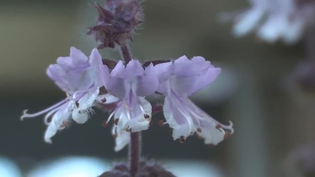 Sony Handycam HDR-CX110 - Focus Test смотреть онлайн