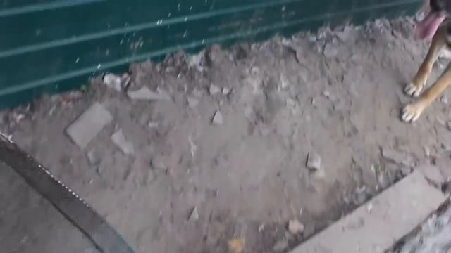 Взвешивание мускусных уток, не так то это просто )) #мускусные_утки #индоутки #мускусные_утята смотреть онлайн