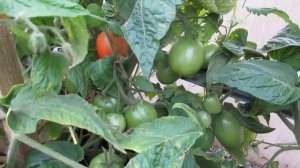 СЕНЬОР - ПОМИДОР. СОРТ ХЛЕБОСОЛЬНЫЙ И БОЕЦ.