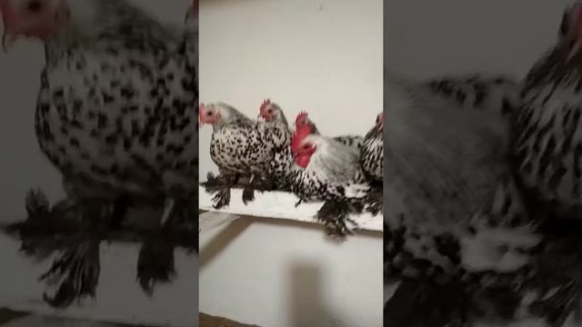 Мильфлеры улеглись спать смотреть онлайн