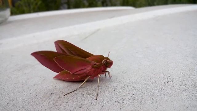 Розовый мотылёк. В конце самая красота!!! смотреть онлайн