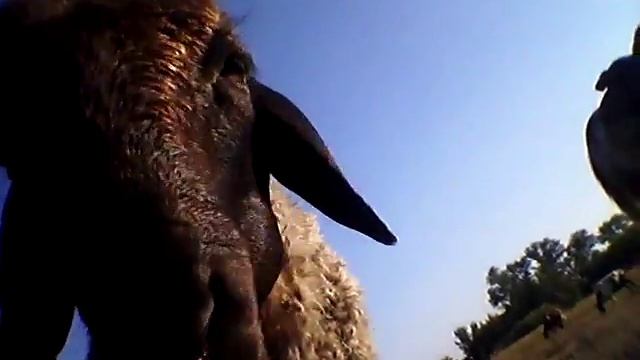 Баран искусственник смотреть онлайн