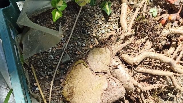 Заготовки для бонсай из корневых черенков форзиции смотреть онлайн