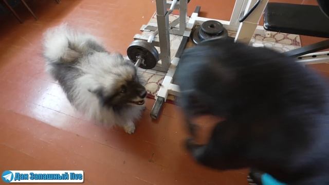 ДЕНЬ ТРУДА в РОССИИ! ШИМПАНЗЕ дурачится с СОБАКОЙ | Секрет продуктивной работы смотреть онлайн