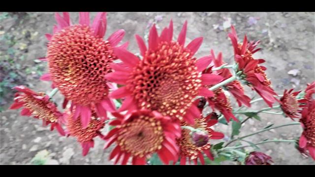 Огляд улюблених корейських хризантем смотреть онлайн