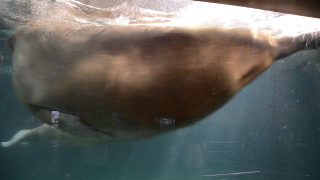 В океанариуме Валенсии смотреть онлайн