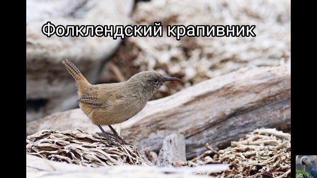 Крапивники ( виды) смотреть онлайн