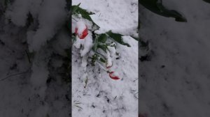 Аномалия))