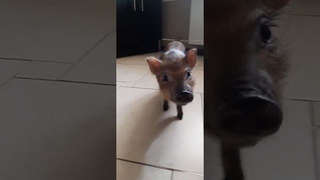 Кабан, кабаненок смотреть онлайн