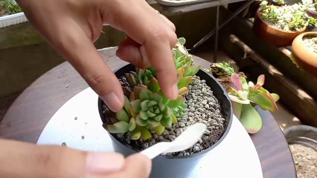 HOW I PLANT CLUSTERED SUCCULENTS || #64 смотреть онлайн