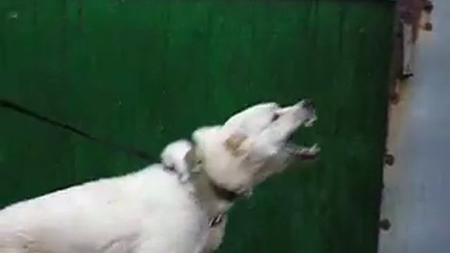 СРЕДНЕАЗИАТСКАЯ ОВЧАРКА Доминик из Золотой Долины (НИКИТИШНА) вл Тамара Джапаридзе смотреть онлайн