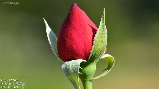 Nikon D7200 Sample Images   | Nikon D7200 Photography