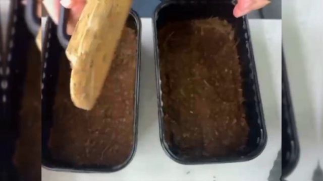 НОВАЯ РУБРИКА. Технология посадки микрозелени кресс-салата. От простого к сложному. Мы вернулись! смотреть онлайн