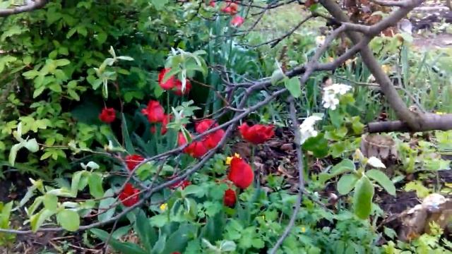 Прививка груши на айву.Цветение смотреть онлайн