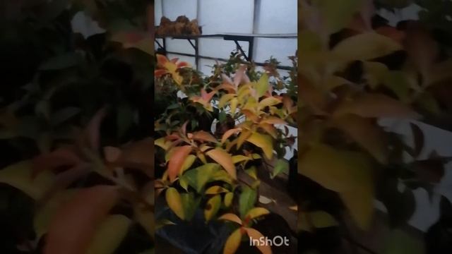 Ампельная гортензия Сбежавшая невеста когда ей спать? смотреть онлайн