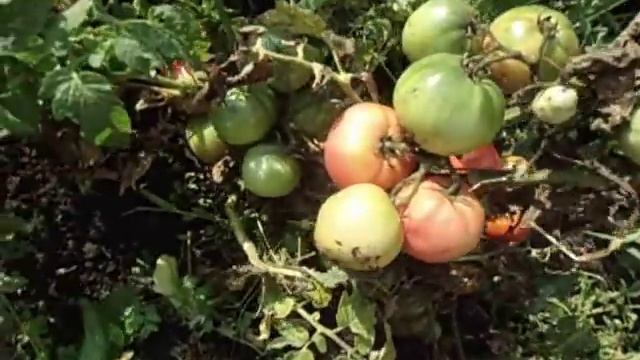 Томат Демидов. выращенный по принципу "ПОСАДИЛ И ЗАБЫЛ". Ольга Чернова смотреть онлайн