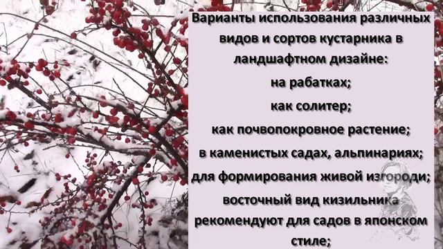 КРАСИВЫЕ КУСТАРНИКИ ДЛЯ САДА. КИЗИЛЬНИК смотреть онлайн