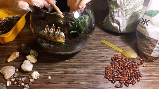 Флорариум из суккулентов с песочком смотреть онлайн