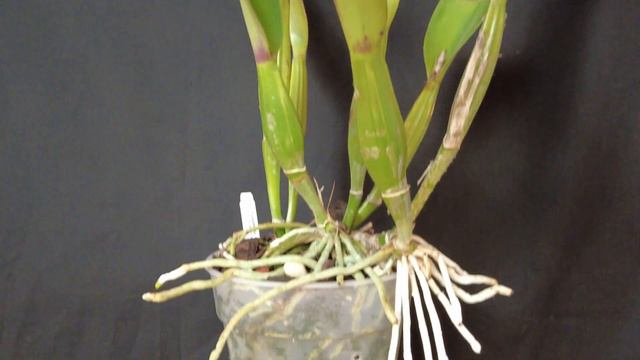 Cattleya trianae 原生卡特兰特里 смотреть онлайн