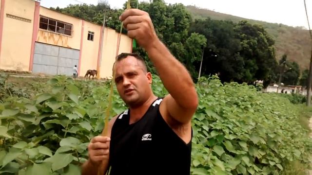 Rami Boehmeria nivea смотреть онлайн