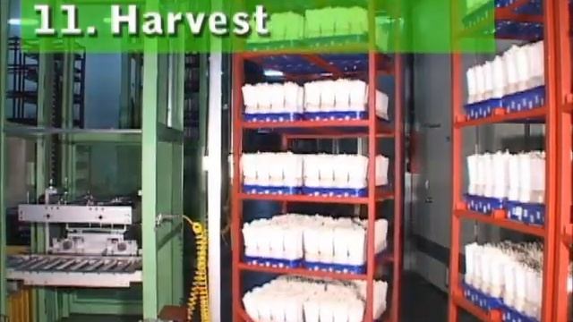 Выращивание эринги эноки шимеджи смотреть онлайн