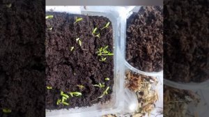 Космея?сажаем рассаду