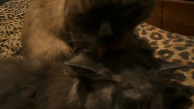Кошка моет кошку,ей самой себя мыть лень))) смотреть онлайн
