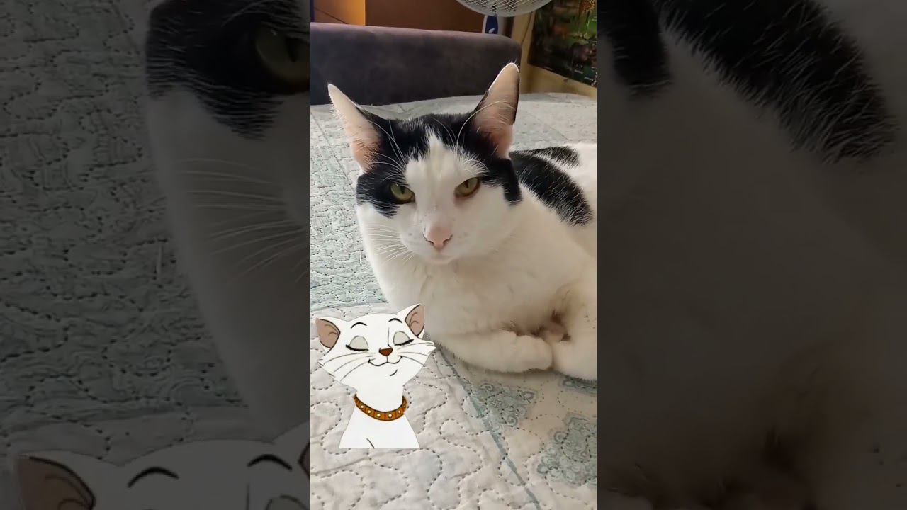 Кот не хочет сниматься. #милота #питомцы #cat #кот смотреть онлайн