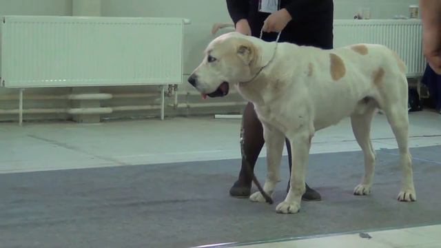 Выставка алабаев.СПб 18.10.2015. Чемпионы - кобели. смотреть онлайн
