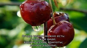 Вишня Кармин Джуэл