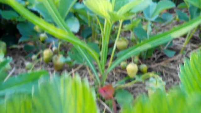 Земляника "Свит Энн" (Sweet Ann) :))) 28 мая 2018 г. смотреть онлайн