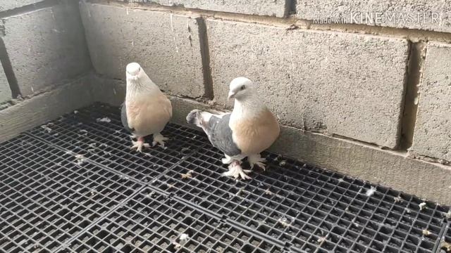 Голуби Турецкий такла! смотреть онлайн